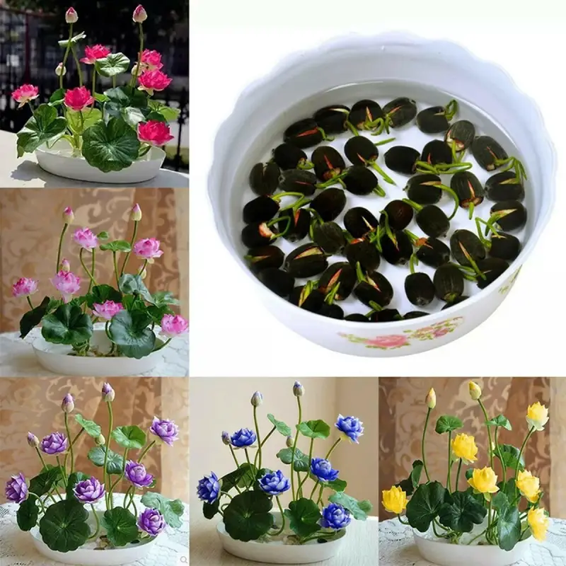 Lotus Bowl Planter 10-Pack Bonsai - Mixed Color Water Lily Kit (Grows In 16°C+ Water) Lotus Seeds