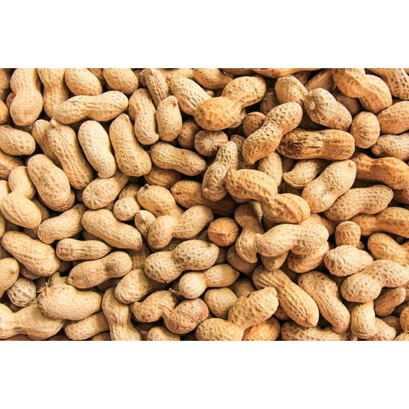 20 Peanut Seeds in The Shell for Planting - Grow Your Own Peanuts - Outdoor Home Gardens | Planting Instructions Included