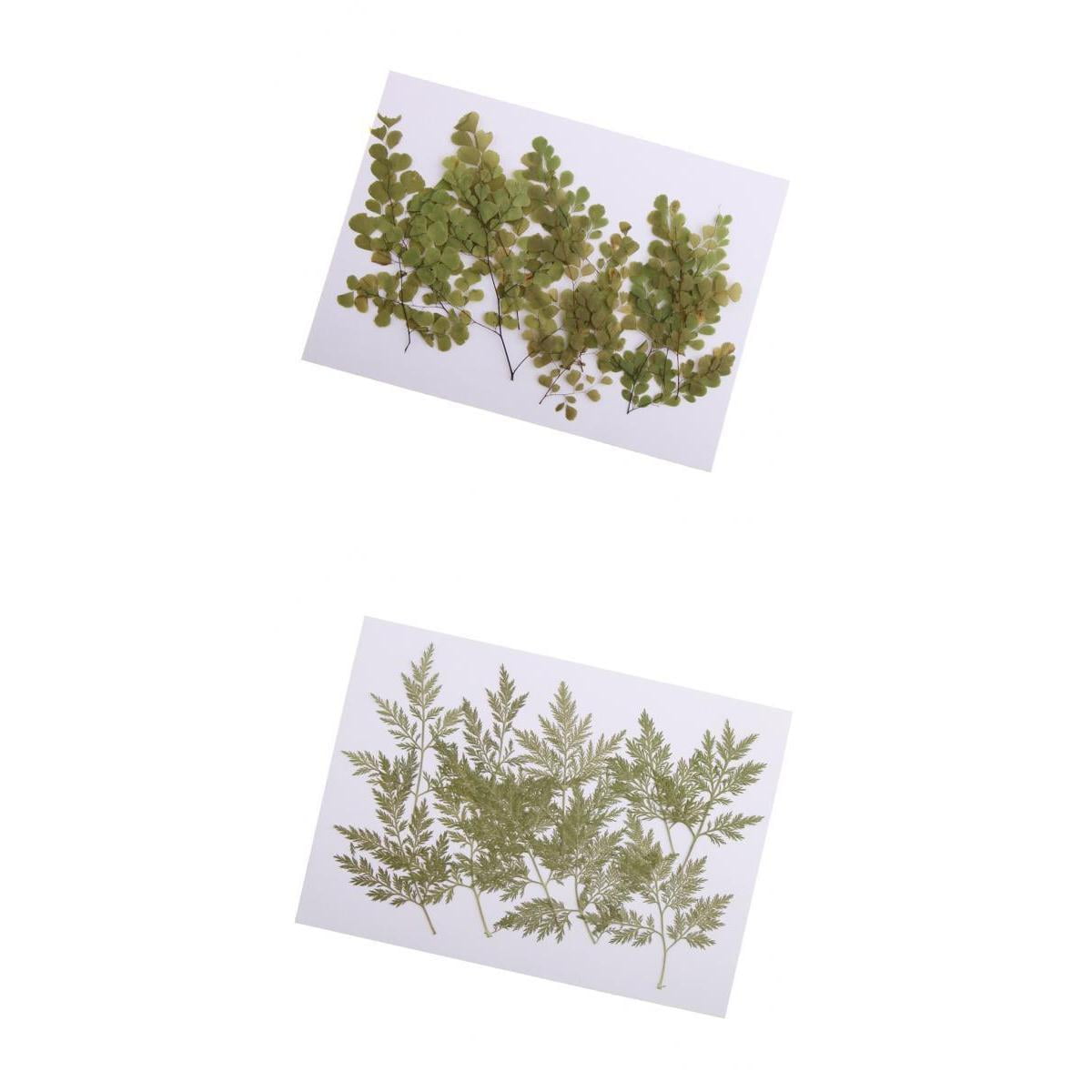 20 Pieces Pressed Adiantum & Artemisia apiacea Leaves Press Dried ...