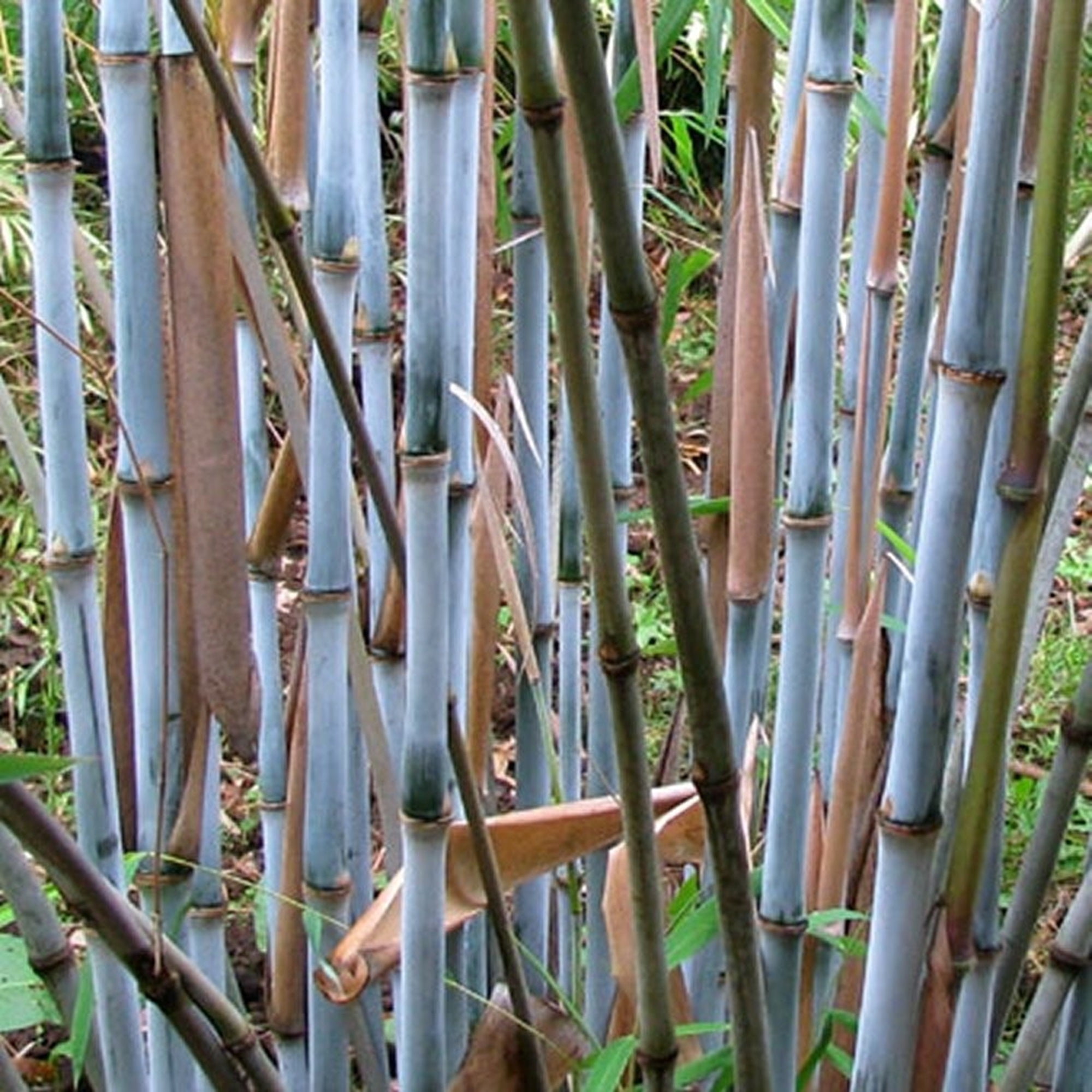 gummibaum botanischer name Gummibaum Robusta - Ficus elastica Robusta