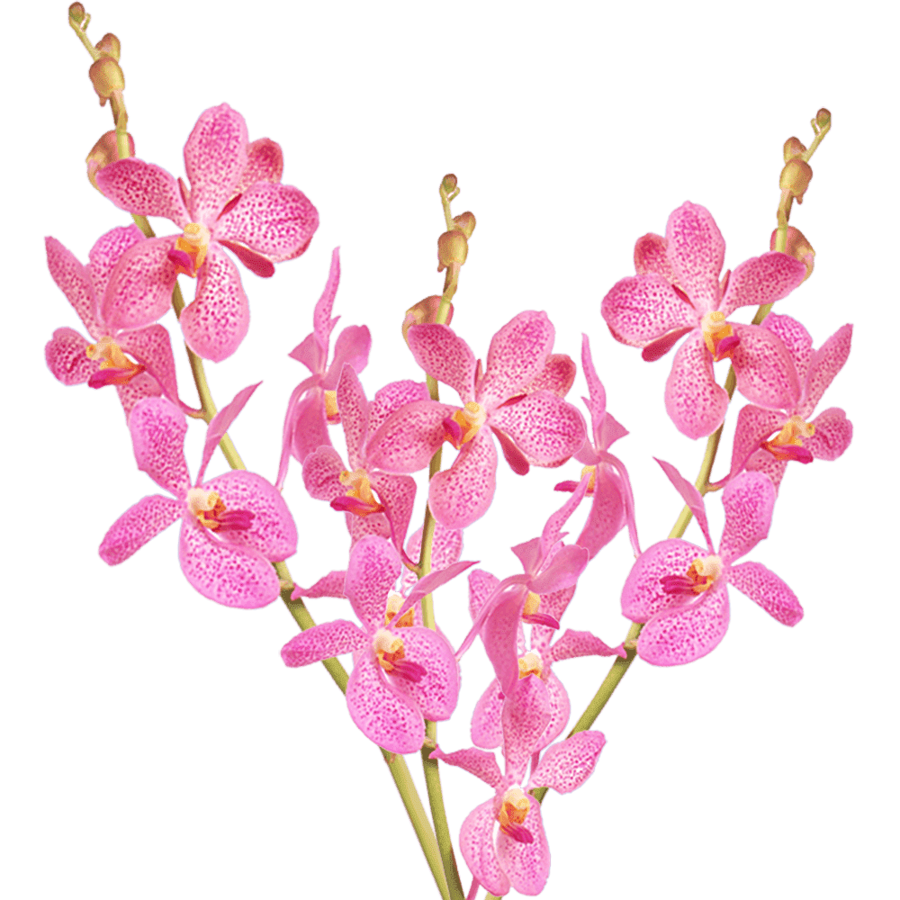 20 Peach Dendrobium Orchid Flowers- Beautiful Fresh Cut
