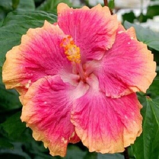 Toadstool Seeds 20 Pink Orange Hibiscus Seeds, Perennial Hardy Giant 12 Inch Garden Bloom Tree