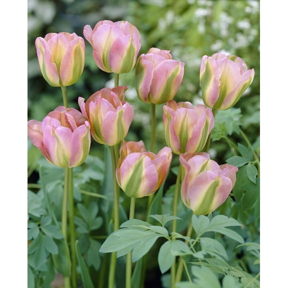 20 Pink Passion Tulip Bulbs for Planting - Easy to Grow Perennial Tulips