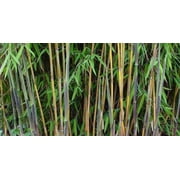 25 Great Wall Bamboo Seeds   Fast-Growing Ornamental Bamboo for Privacy Screens & Exotic Landscaping   Outdoor Garden & Large Pots