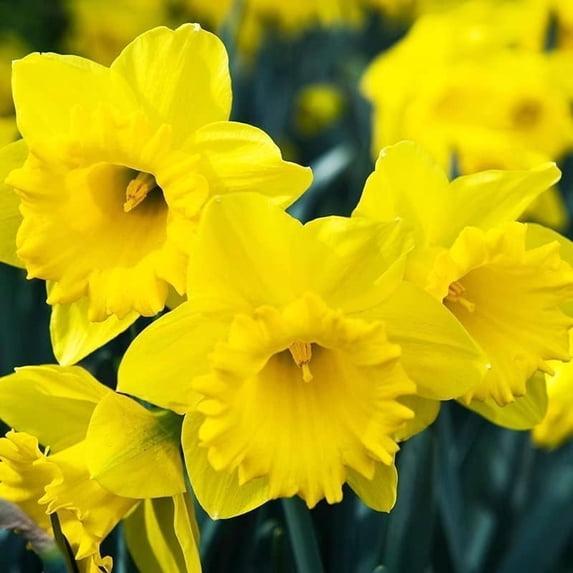 20 Pre-Chilled Daffodil Bulbs for Growing - Grow Indoors Now (Yellow Daffodils)