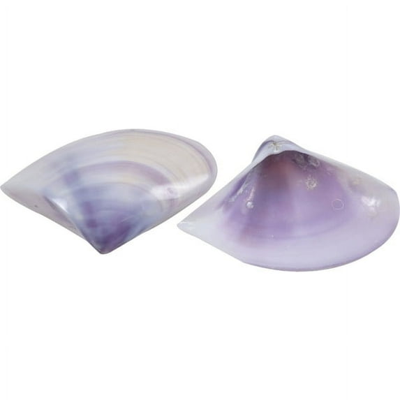 20 Purple Donax Polished Shells 2.25-2.75" (Set of 20)
