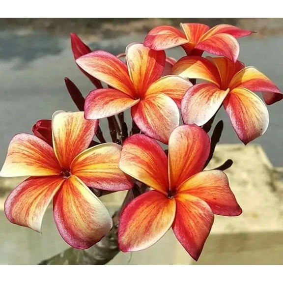 10 Orange Red Plumeria Seeds  Fragrant Frangipani Tropical Flower Seeds  Exotic Garden or Container Plant