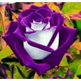 thumbnail image 1 of 20 Purple Passion Rose Bush Seeds, Beautiful Rare Roses, 1 of 1