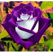 20 Purple Passion Rose Bush Seeds, Beautiful Rare Roses