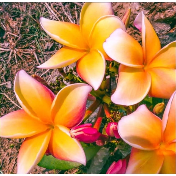 10 Orange Pink Plumeria Seeds – Fragrant Frangipani Tropical Flower Tree – Garden or Container Growing