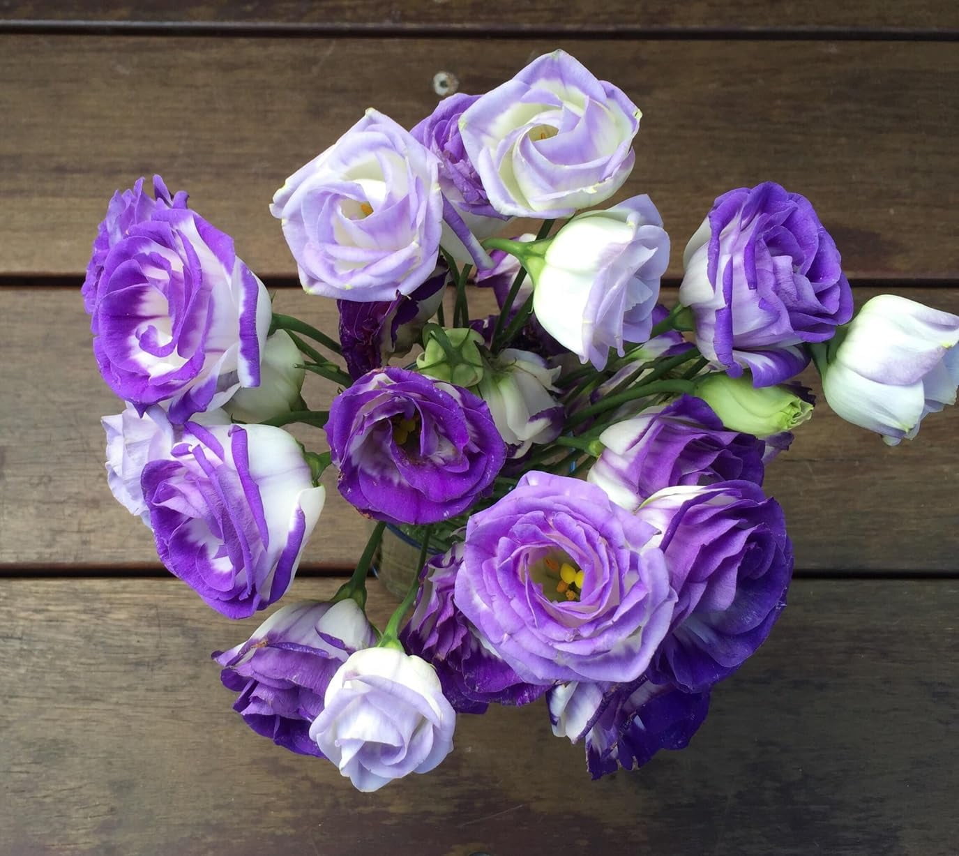 Flowers Lisianthus Plants Seeds Bulbs