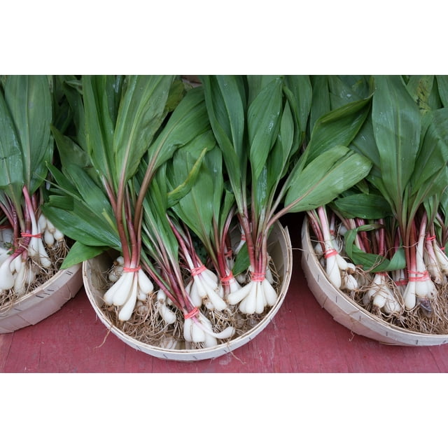 20 * Seeds RAMP / WILD LEEK Allium Tricoccum Ramps Vegetable Herb White