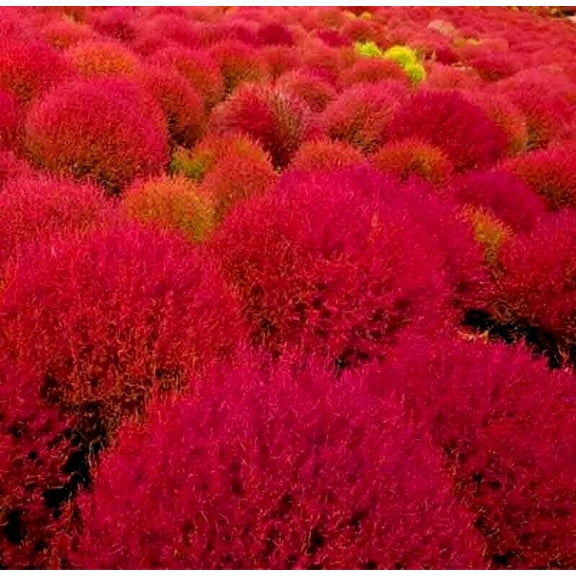 20 RARE BURNING BUSH SEEDS COLD HARDY COLOR GRASS PLANT