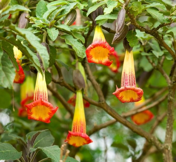 Plant Angel Trumpet