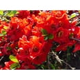 thumbnail image 1 of 20 Red Flowering DWARF QUINCE Shrub Fruit Chaenomeles Japonica Scarlet Seeds, 1 of 10