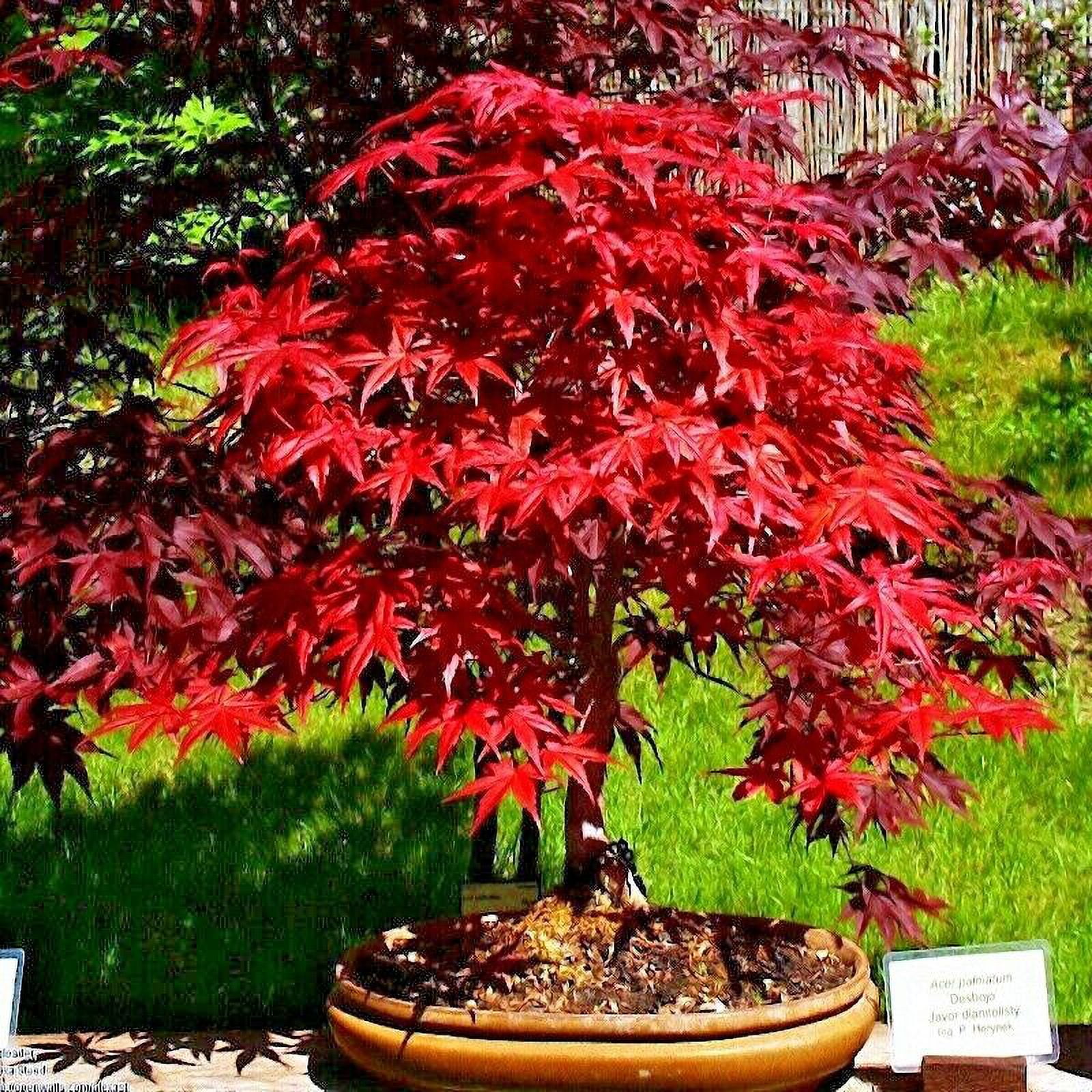 20 Red Japanese Maple Tree Seeds Palmatum atropurpureum Cold Hardy