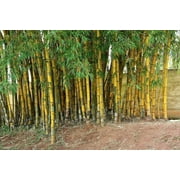 25 Hawaiian Gold Bamboo Seeds   Ornamental Bamboo for Tropical Landscaping & Privacy Screens   Outdoor Garden & Large Pots