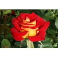 thumbnail image 1 of 20 Rose Seeds Ketchup Mustard Rose Yellow & Red Blooms, 1 of 1
