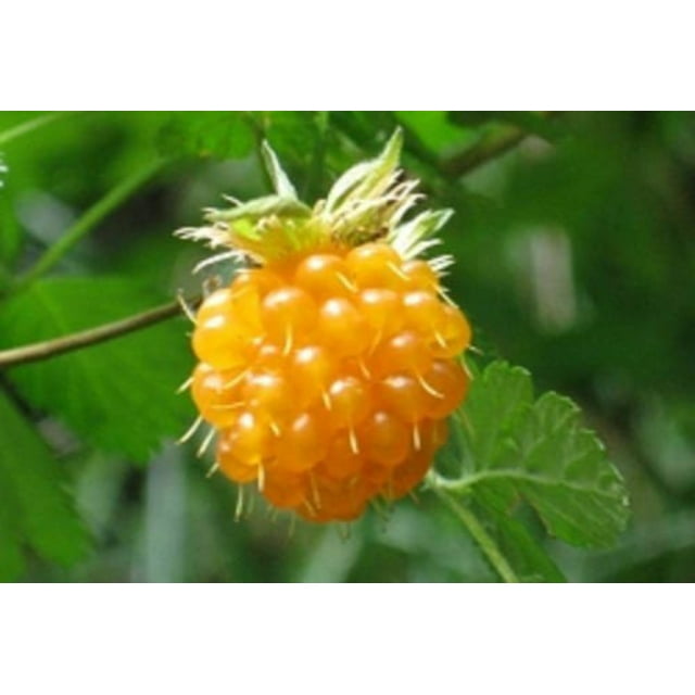 20 SALMONBERRY RUSSIAN RASPBERRY Rubus Spectabilis Fruit Seeds Purple