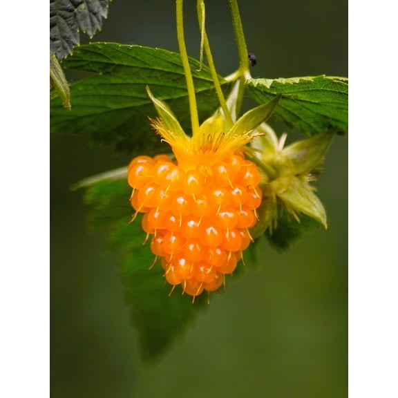 20 SALMONBERRY RUSSIAN RASPBERRY Rubus Spectabilis Fruit Seeds Purple Flowers