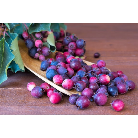 20 SASKATOON SERVICEBERRY aka Western, Pacific, Juneberry, Shadbush Amelanchier Alnifolia Native Edible Purple Berry Fruit White Flower Shrub Seeds