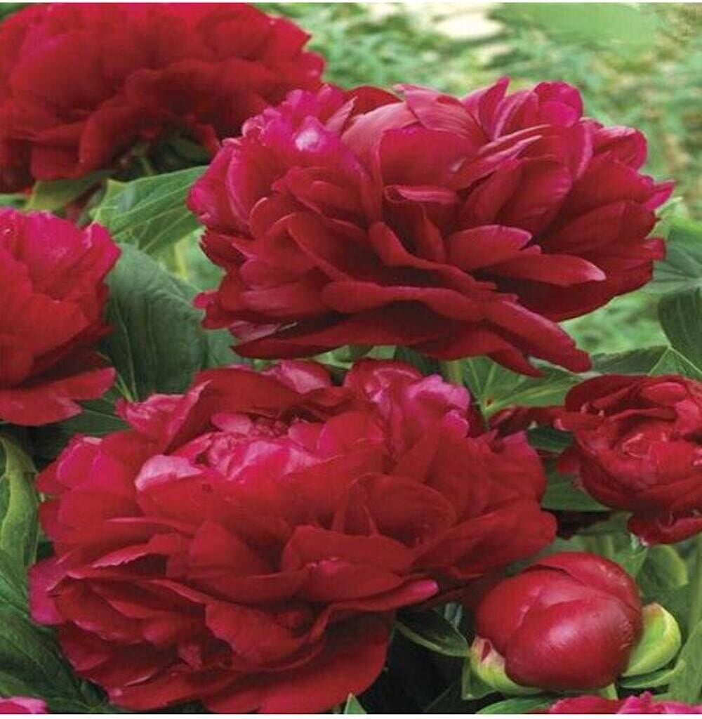 20-seeds-for-dark-red-peonies-rare-blossom-flowering-exotic-plant