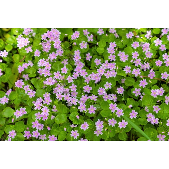 20 SIBERIAN SPRING BEAUTY Claytonia Sibirica aka Candy Flower, Pink Purslane, Siberian Miner's Lettuce Pink Striped Shade Flower Native Herb Seeds