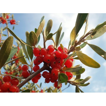 20 SILVER BUFFALOBERRY Shepherdia Argentea Red Fruit Native Bullberry Berry Shrub Seeds