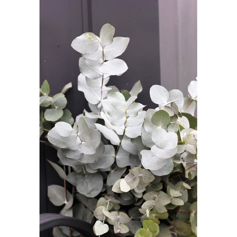 20 Silver DROP EUCALYPTUS Gunnii Cider Gum Silver Blue Foliage Florist Tree Seeds