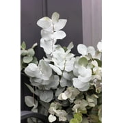 20 SILVER DROP EUCALYPTUS Gunnii Cider Gum Silver Blue Foliage Florist Tree Seeds