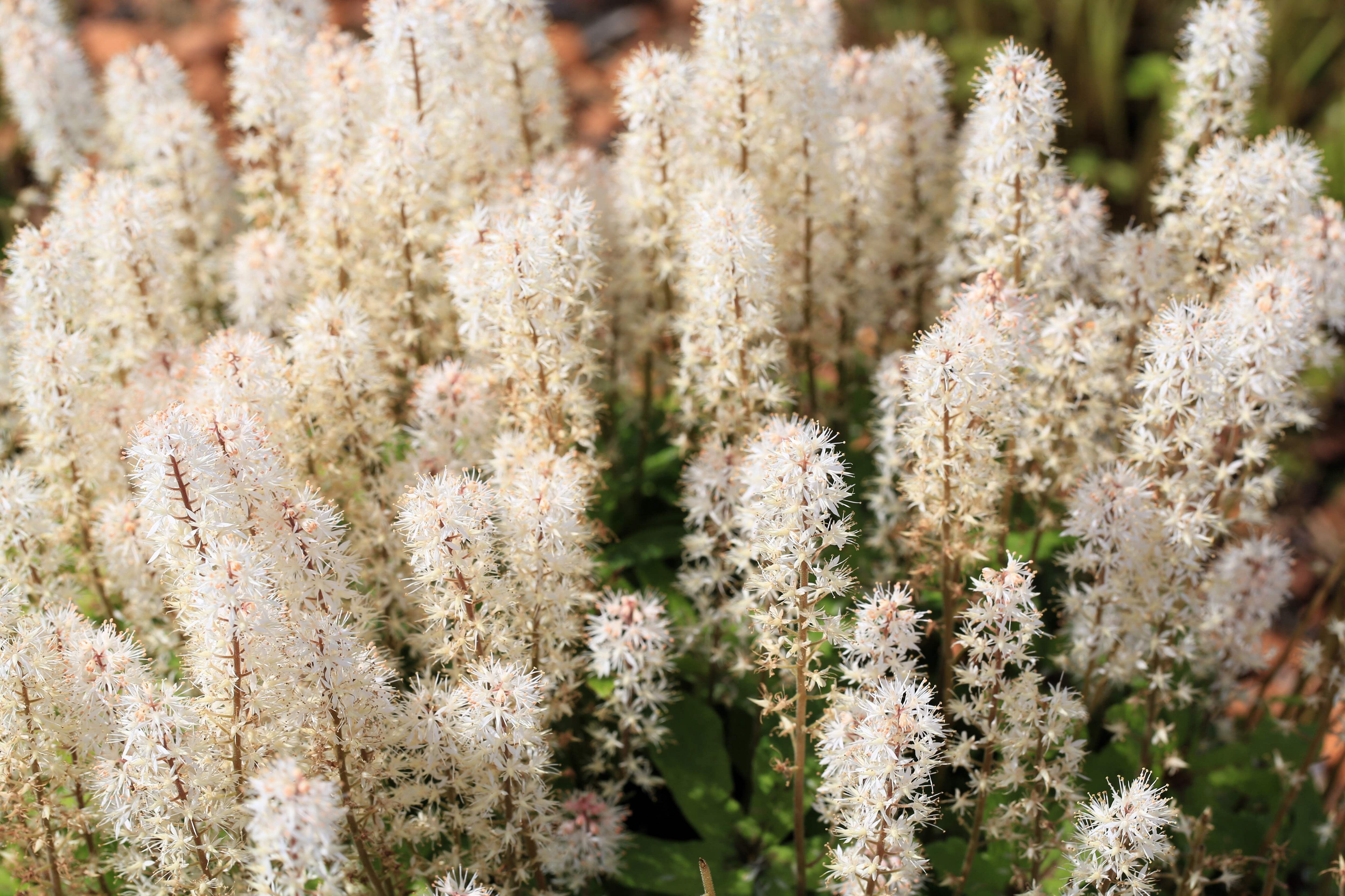 flower seeds for the garden Bulk Red Head