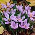 thumbnail image 1 of 20 Saffron Crocus Bulbs--Fall Blooming, grow your own Saffron Spice!, 1 of 4