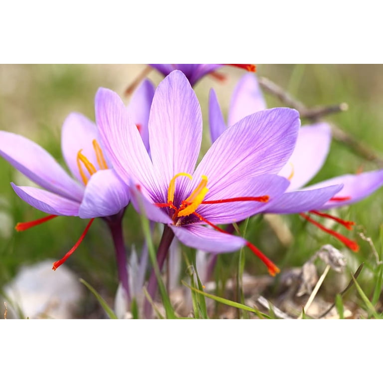 20 Saffron Crocus Bulbs – Grow Your Own Saffron Spice At Home, Easy To Plant Fall Blooming