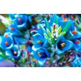 thumbnail image 1 of 20 Sapphire Tower Seeds for Planting - Rare Flowering Cactus - PUYA Seeds, 1 of 3