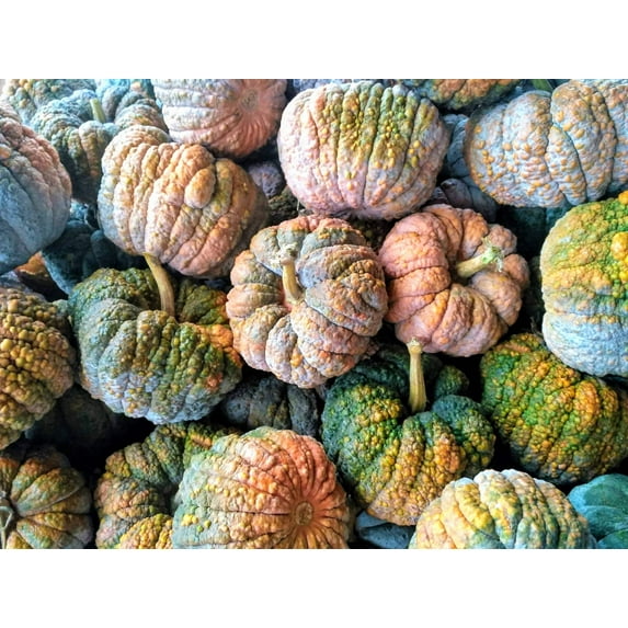 20 Seeds BLACK FUTSU SQUASH Multicolored Wrinkly Skin Gold Flesh Japanese Heirloom Pumpkin Ornamental Edible Cucurbita Moschata Vegetable Seeds