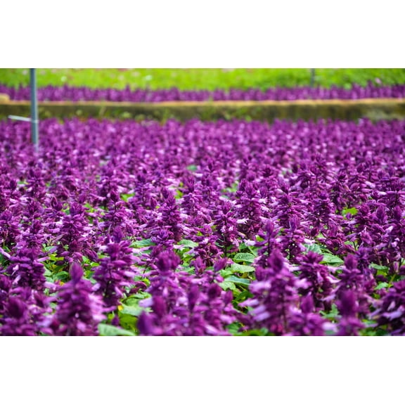 20 *Seeds BRIGHT PURPLE SALVIA Splendens Scarlet Sage Flower Seeds