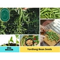 thumbnail image 1 of 20 Seeds| Bean Seeds, Yard Long Seeds - Authentic Seeds ~ GMO Free ~ Seeds~Flower seeds~ Vegetable seeds~ Asian Garden~Herbs B5G1 #7038, 1 of 5