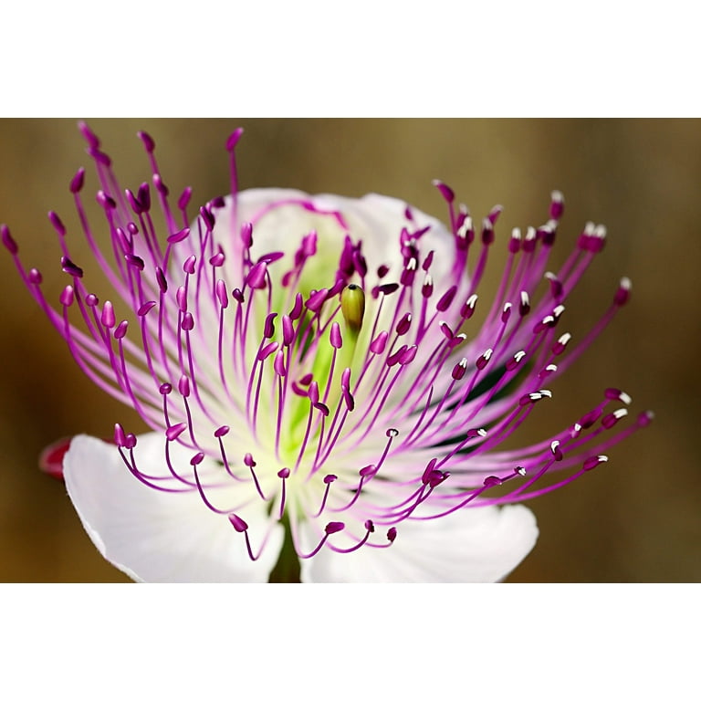 20 Seeds CAPER BUSH Edible Capers Flinders Rose Flower
