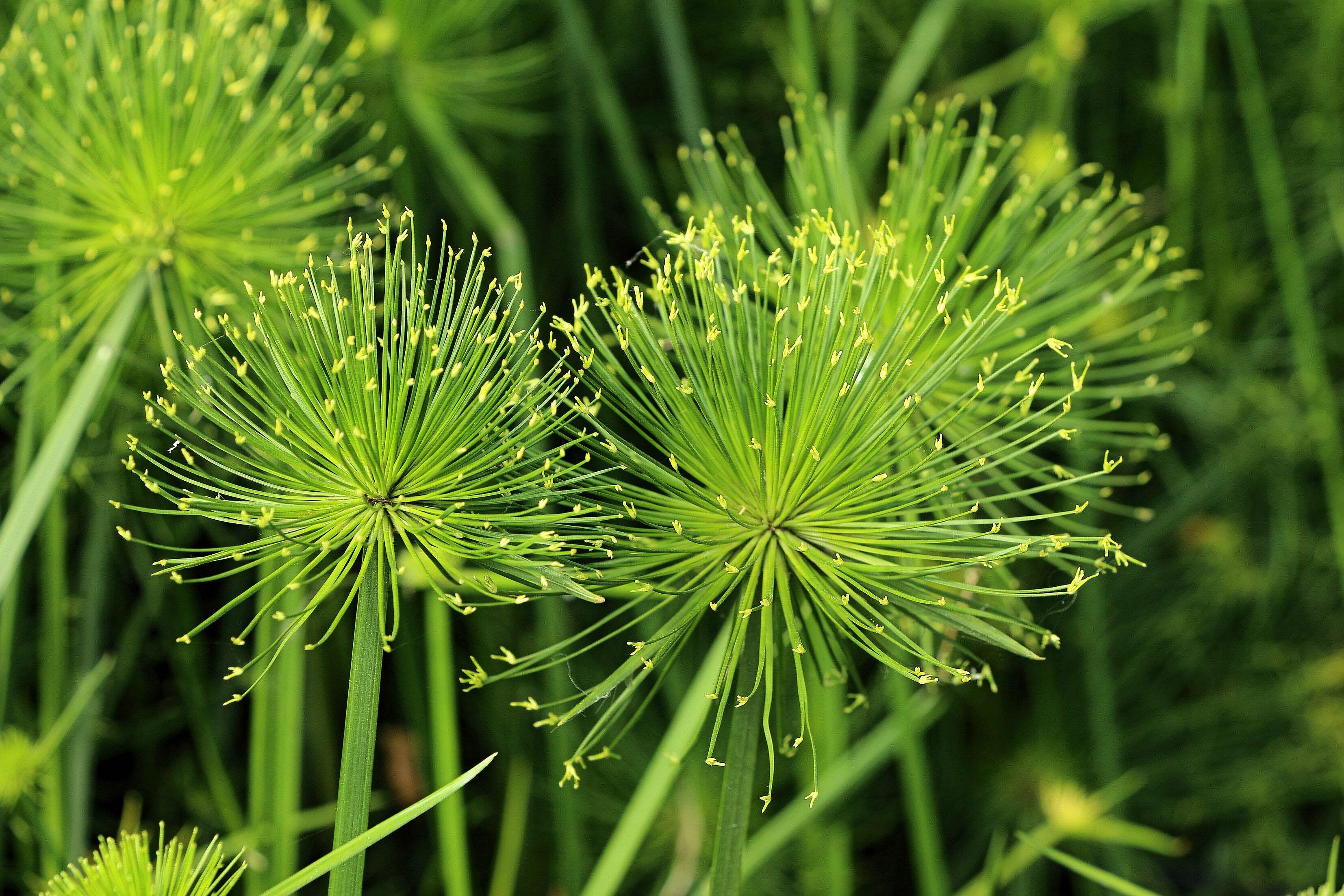 20 Seeds Cyperus PAPYRUS Paper Reed Water Plant Egyptian Nile Grass 