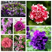 20 * Seeds DOUBLE MIX PETUNIA Floribunda Red Pink Purple Flower Seeds