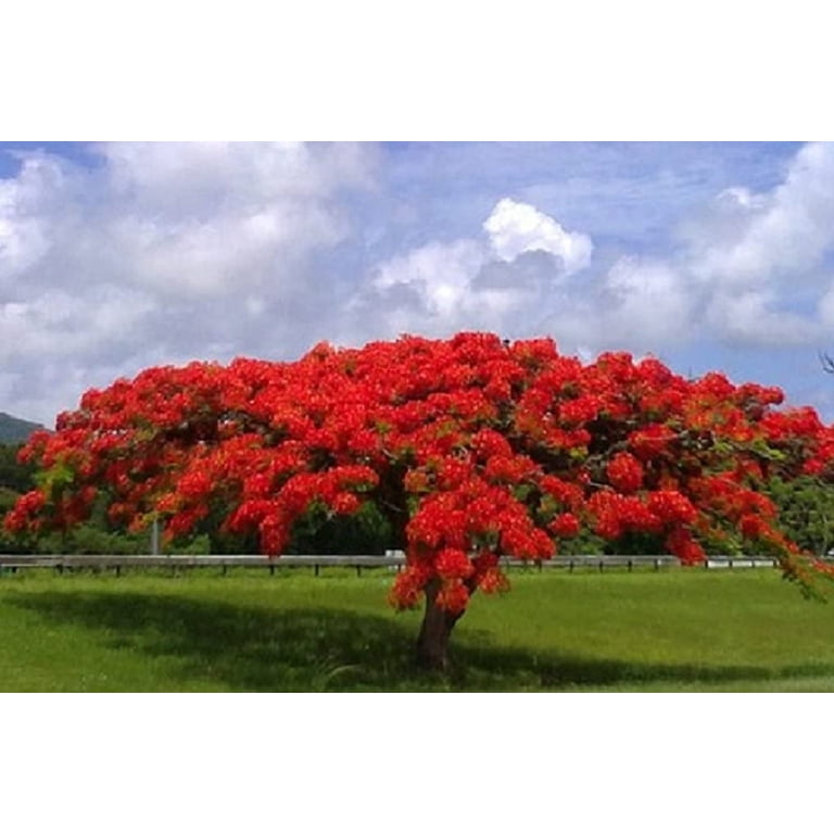 CZ Grain, Royal Poinciana Flamboyant Flame Tree Seeds, 20 Seeds
