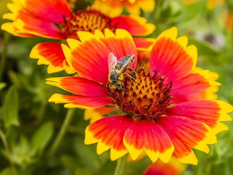 20 Seeds Dwarf Blanket Flower Gaillardia Indian Blanket Wildflower Pollinator Friendly Attracting