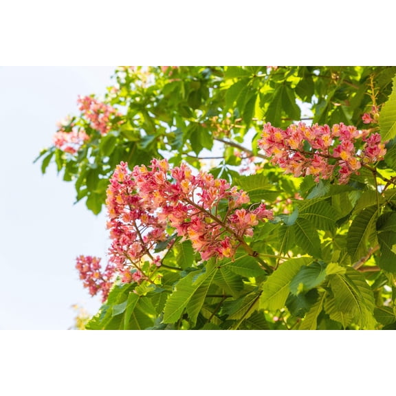 20 Seeds EAST INDIAN ALMOND Tree Terminalia Myriocarpa aka Hollock Yellow Peach Pink Flower Seeds