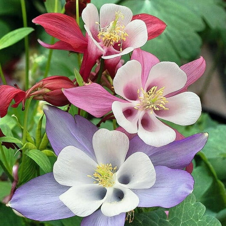 Free Flower Seeds For Schools Best Flower Site