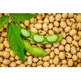 thumbnail image 1 of 20 Seeds Edamame BE SWEET SOYBEAN Glycine Max Soy Bean Green / Yellow Vegetable Seeds, 1 of 8