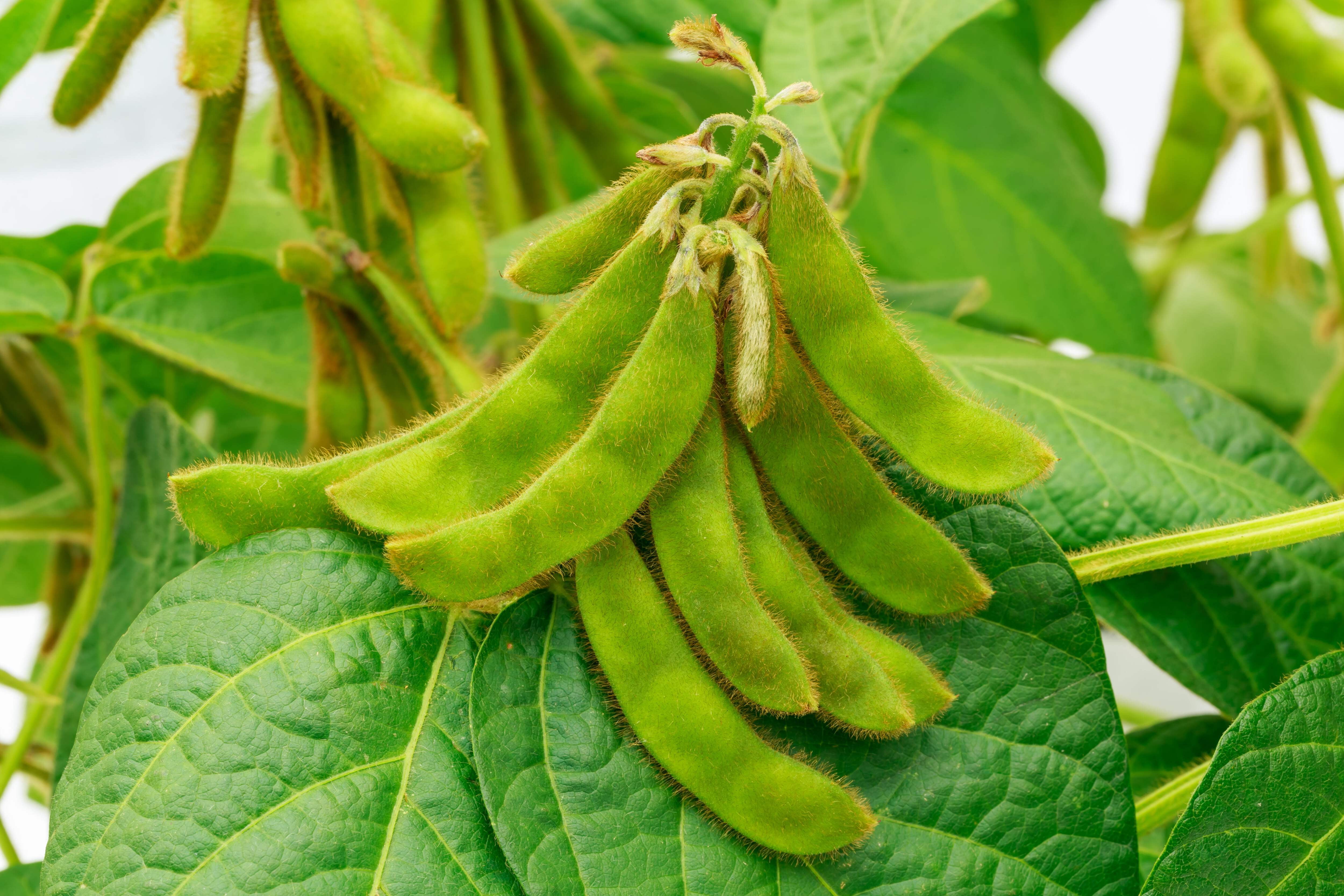 Edamame Seeds Planting