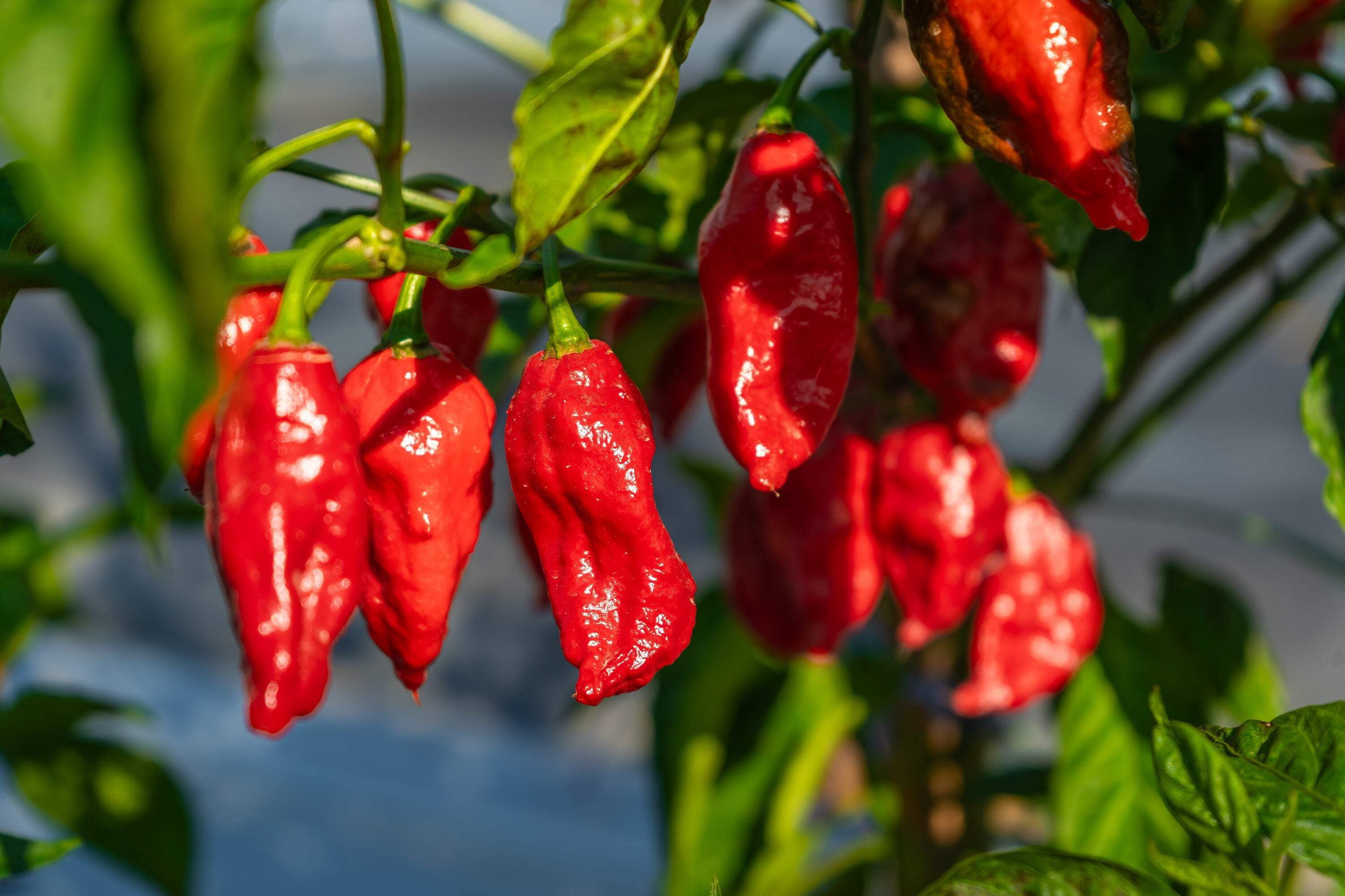 20 Seeds Ghost Pepper- Blazing Hot Naga Bhut Jolokia Cobra Chilli ...