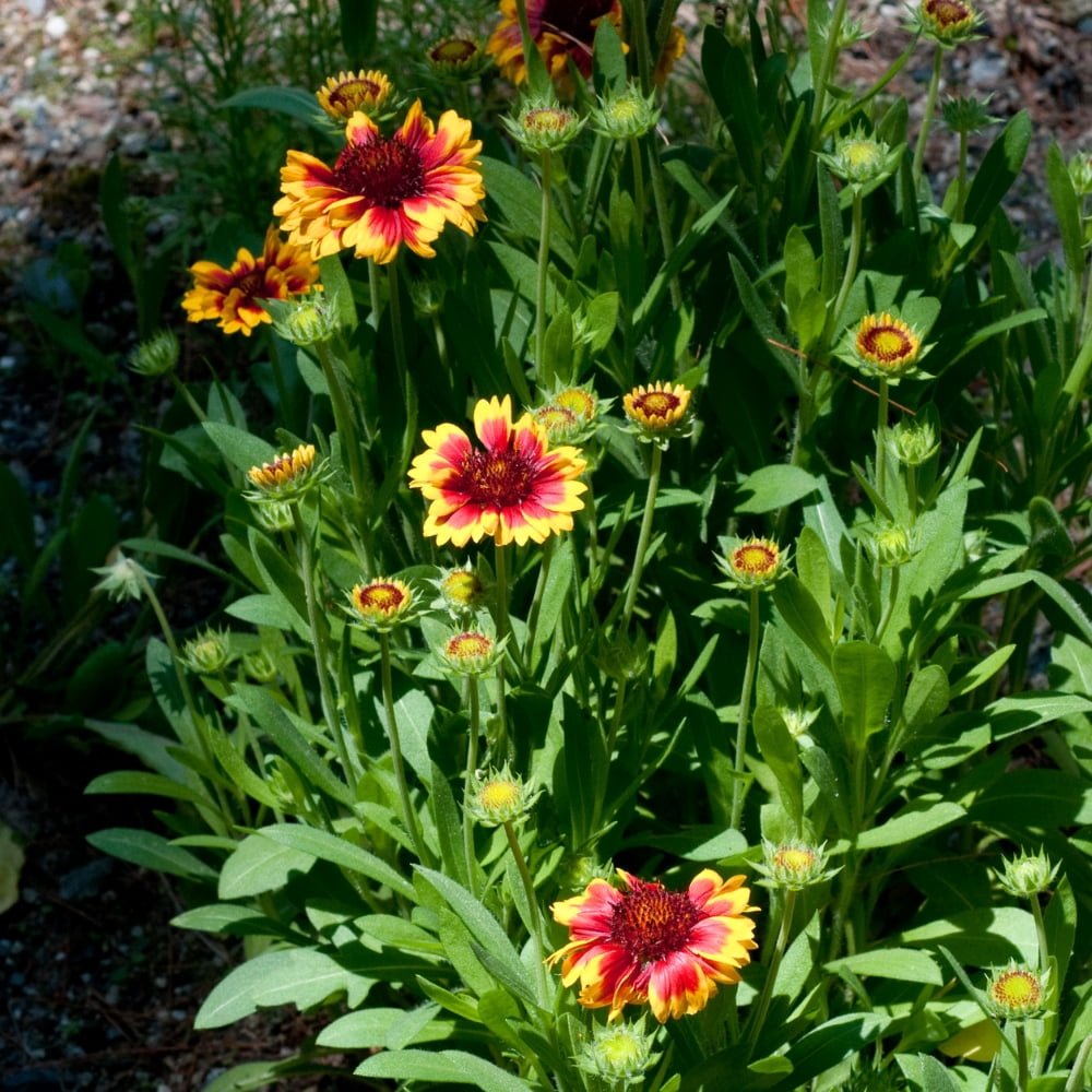 20 Seeds Gaillardia Pulchella Lorenziana Blanket Flower Indian Blanket Wildflower Pollinator Friendly Gardening Essentials