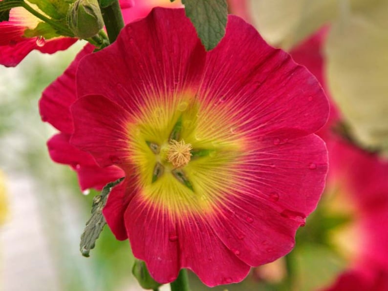 20 Seeds Halo Red Hollyhock Alcea Rosea Tall Blooms Easy to Grow Perennial Pollinator-Friendly