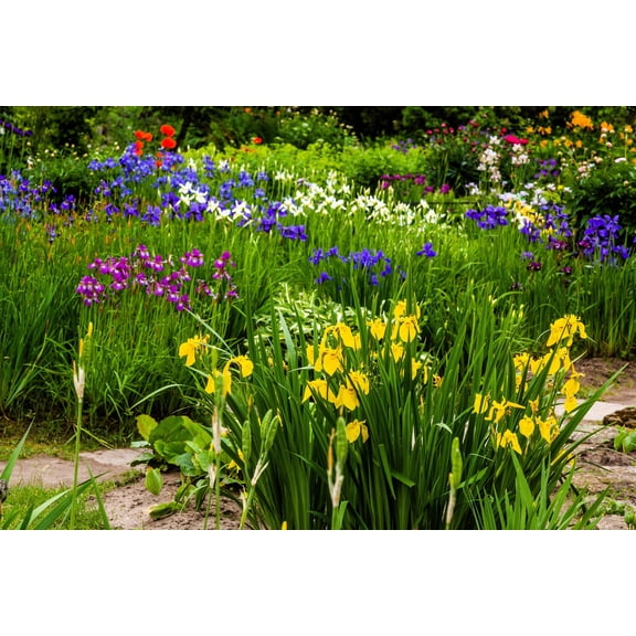 20 Seeds MIXED SIBERIAN IRIS Sibirica Iris Bicolor Blue Red White Purple Siberian Flag Flower Seeds